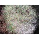 Stardust Iridescent Glitters - C Series